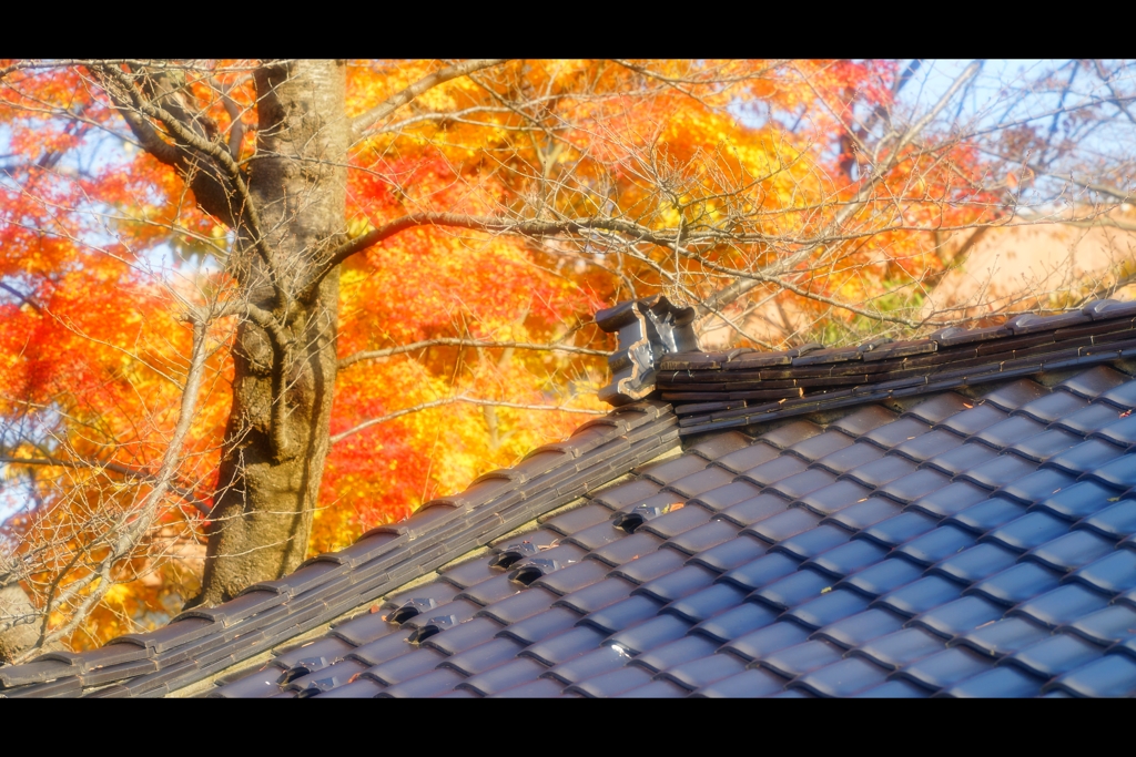 屋根と紅葉13