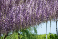 初夏の薫り