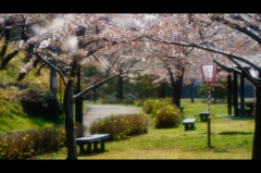 三分咲きの桜まつり