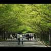 昭和記念公園4