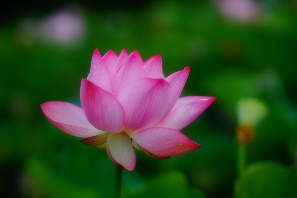 水芙蓉2