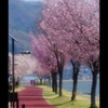 諏訪湖桜景色2