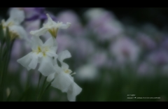 2013花菖蒲2