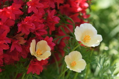 つつじと・・・