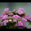 紫陽花7