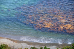 海の中の森