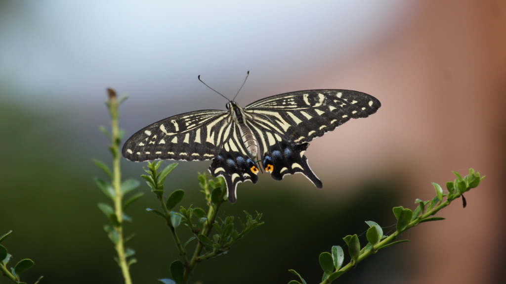 Butterfiy