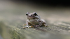 常連まだらくん