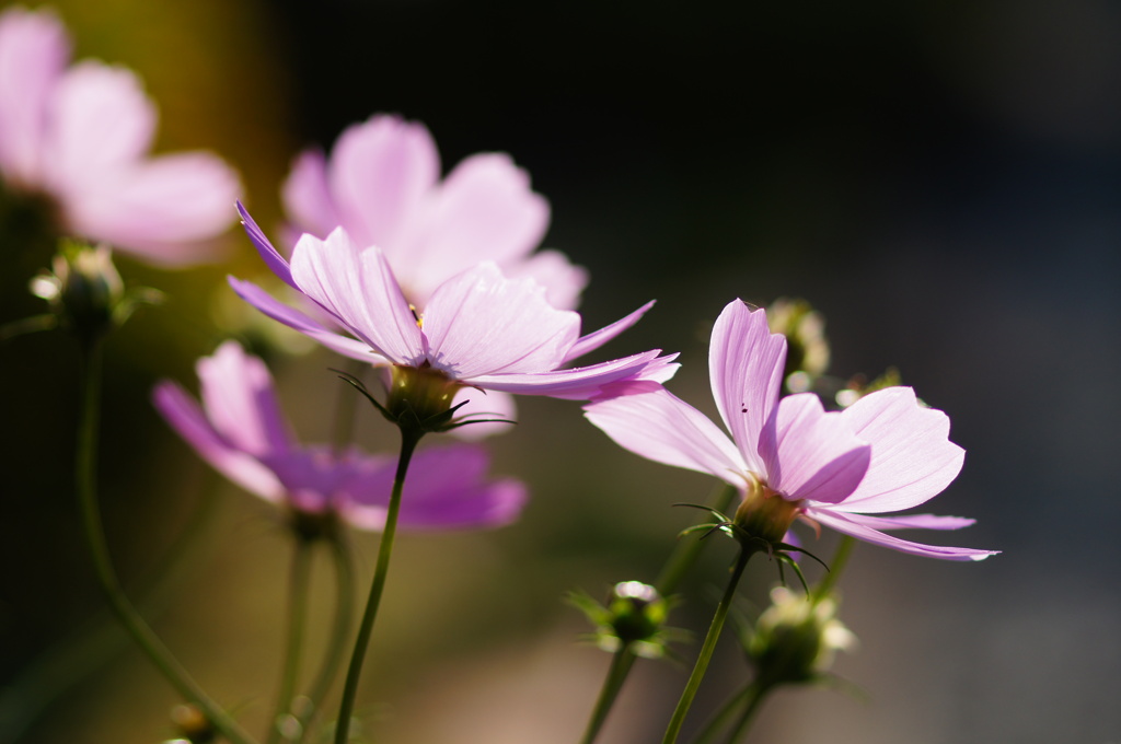 秋桜