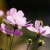 秋桜