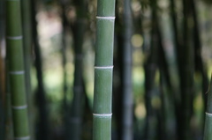 竹
