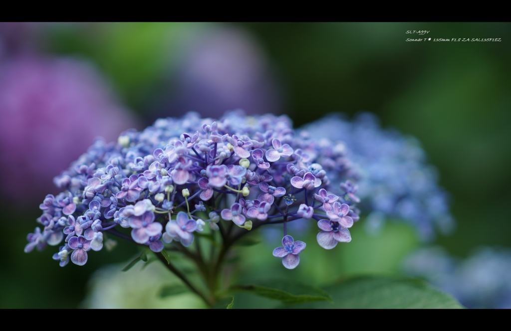2013紫陽花11