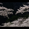 桜4