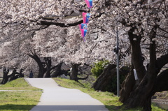 柳瀬川桜並木2