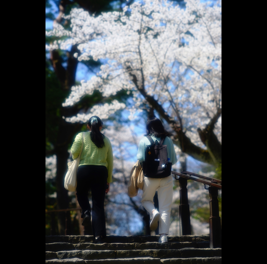 千秋公園春6
