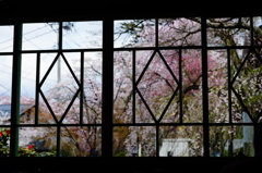 2016桜6