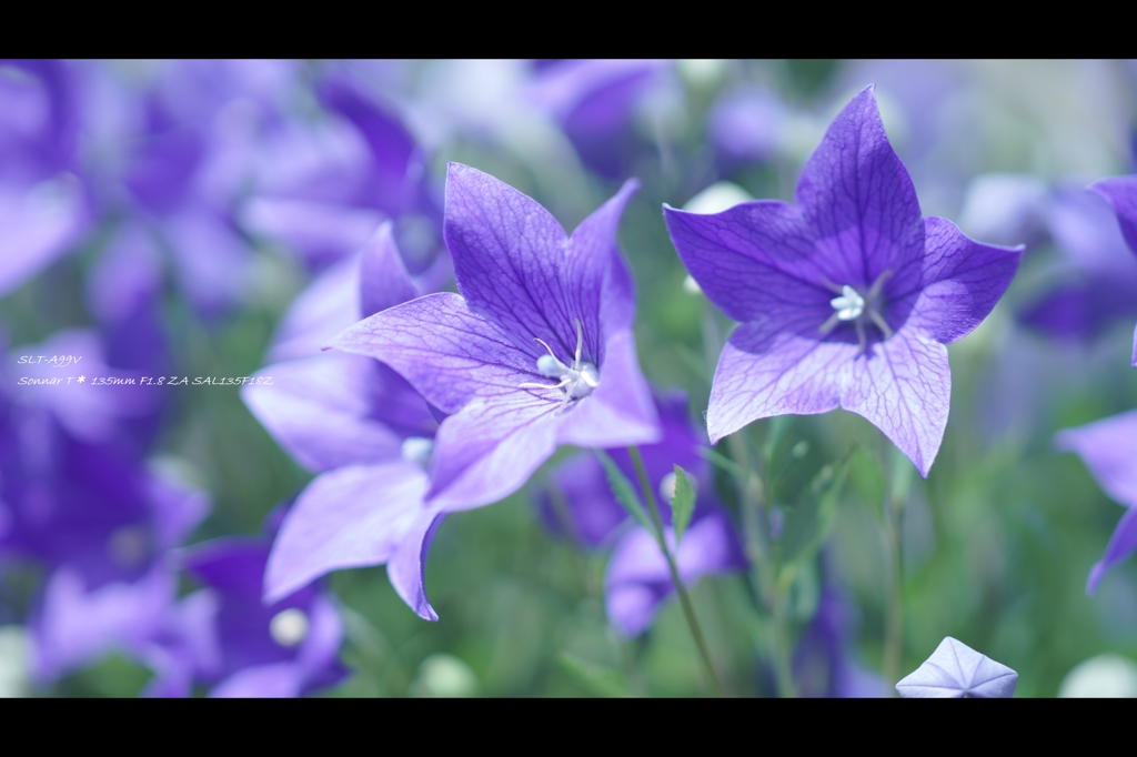 梅雨時の花3