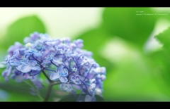 2013紫陽花19
