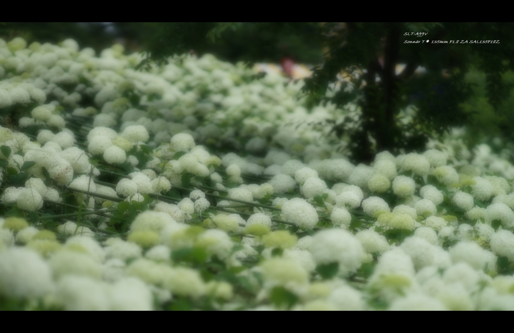2013紫陽花12（白だらけ）