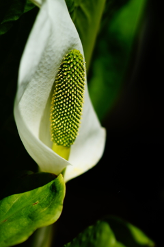 水芭蕉