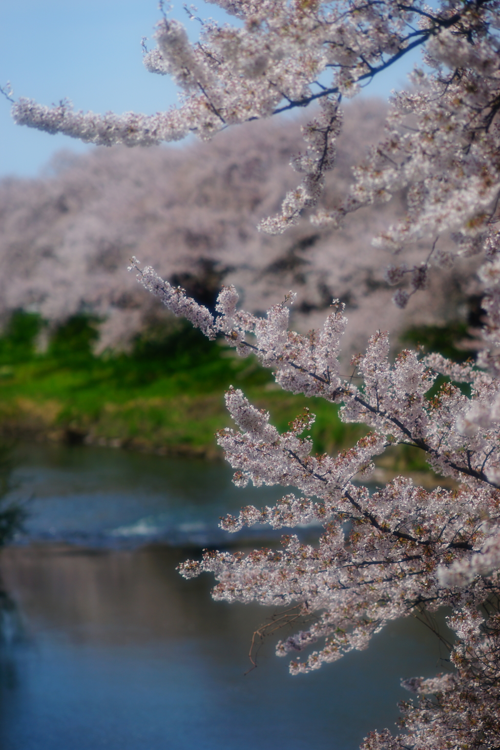 太平川堤防3