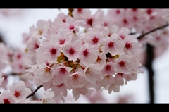 桜2015-9