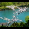 桜5