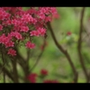 ツツジ1