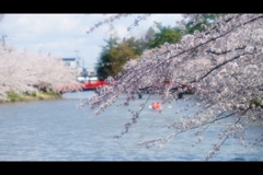 2017桜25