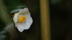 竹林に咲く