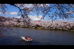 2017桜24