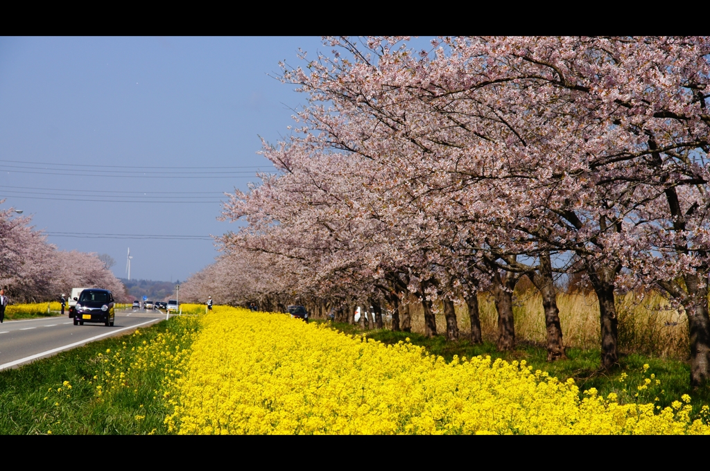 菜の花ロード2