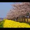 菜の花ロード2