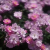 これも薔薇2