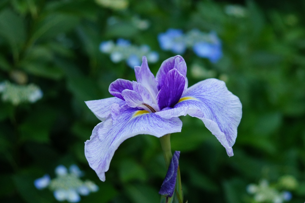 紫陽花をバックに・・