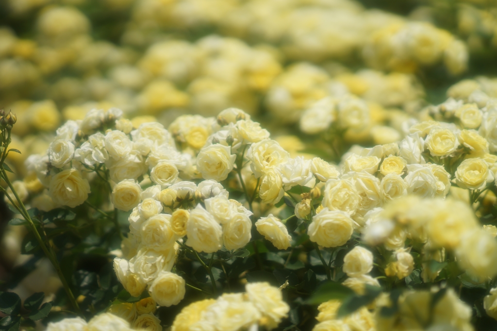 薔薇7
