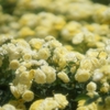 薔薇7