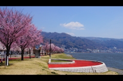 諏訪湖と桜2