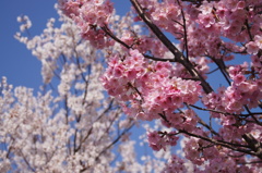 柳瀬川の桜3