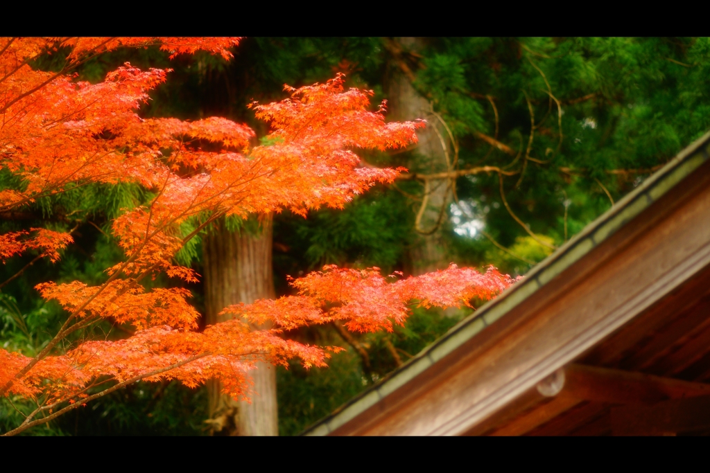 屋根と紅葉5