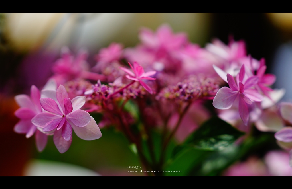 2013紫陽花13
