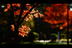 千秋公園7