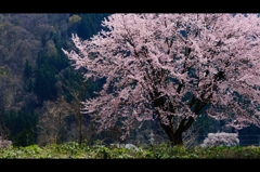2016桜2
