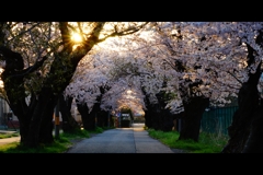朝：桜並木