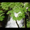 滝と緑