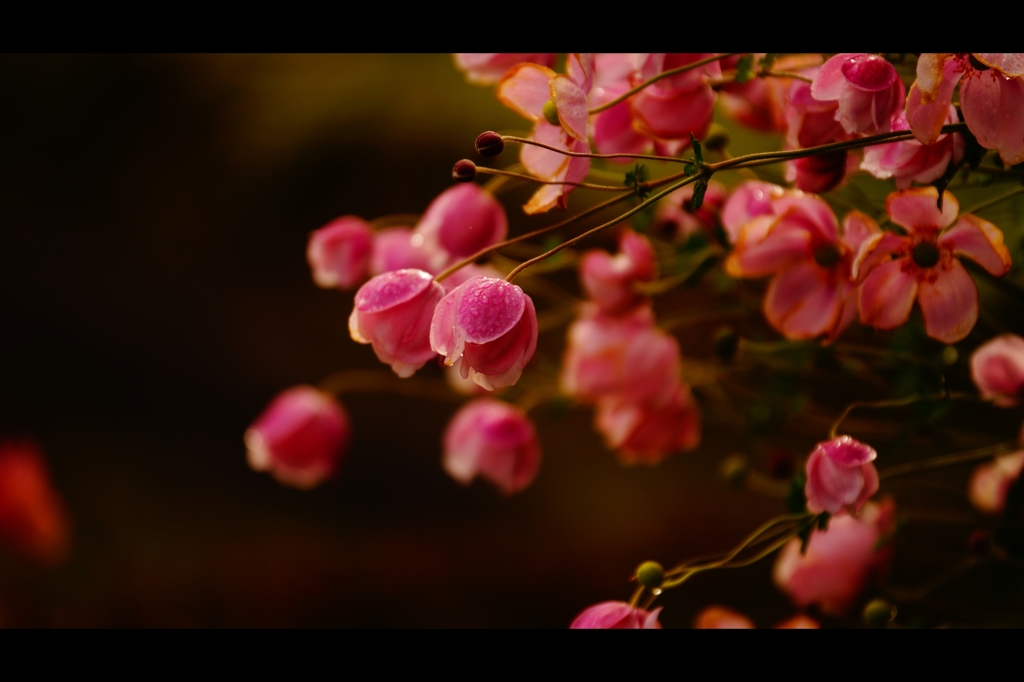 花の季節が待ち遠しい