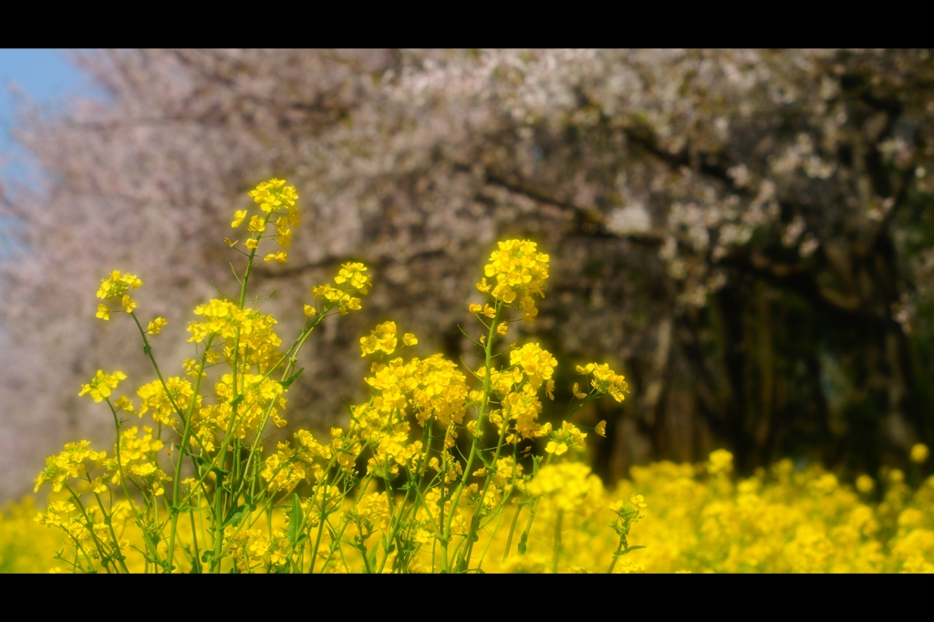 菜の花ロード3