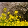 菜の花ロード3