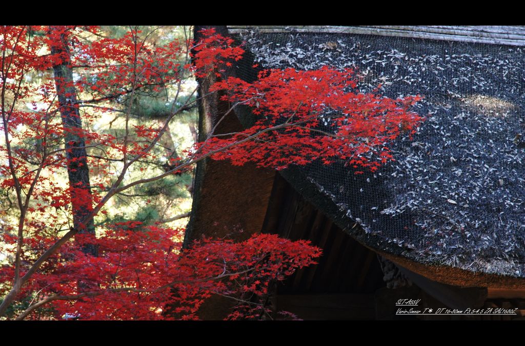 平林寺2