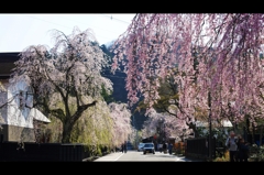 角館2015桜1